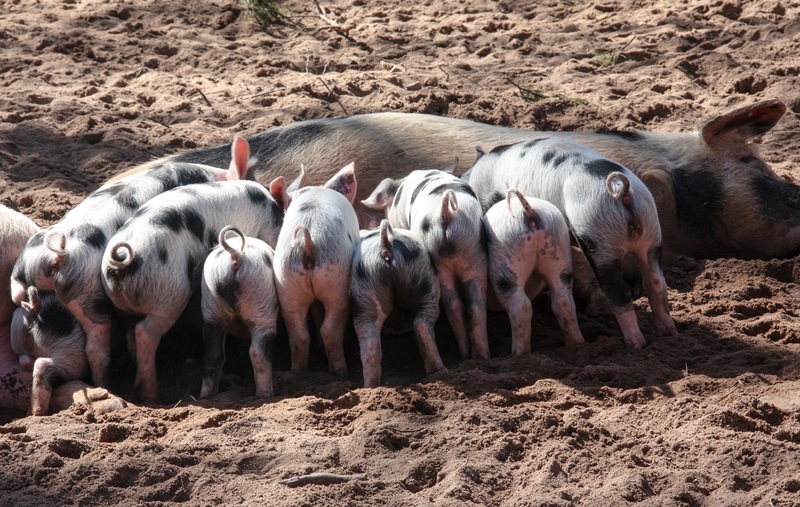 La producción porcina francesa aumenta