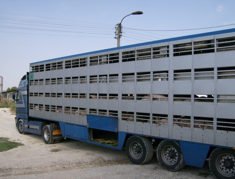 Camión para el transporte de porcino