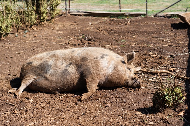 Última estimación: la peste porcina liquidó la mitad de la piara de China