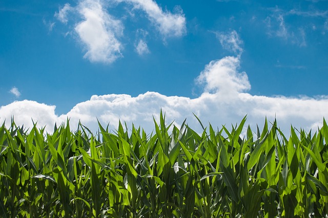 Industriales de proteína animal no están de acuerdo con el precio oficial del maíz