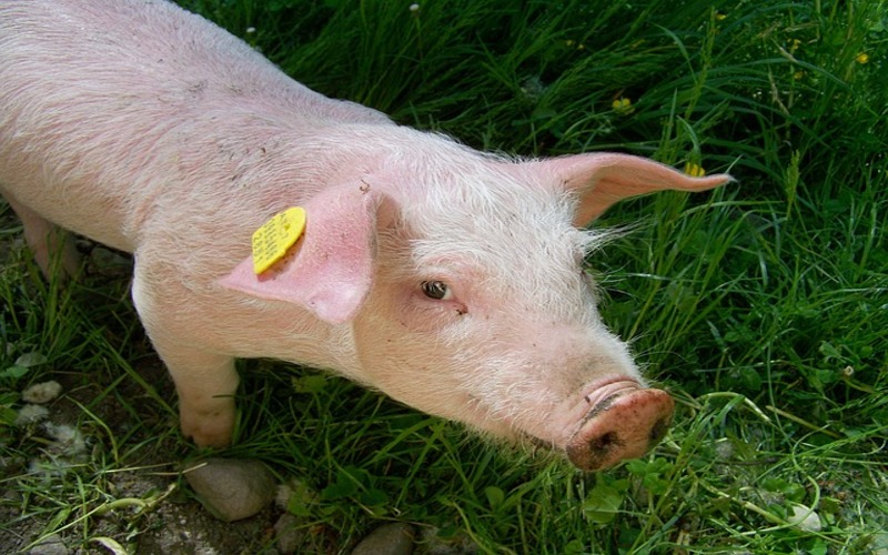 Sensores y pulseras en cada cerdo monitorean su salud